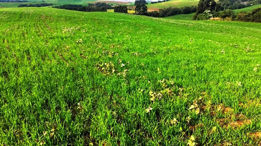 Fim do período em que é proibido manter plantas de soja no campo é necessário para a liberação do plantio da safra 2025/26