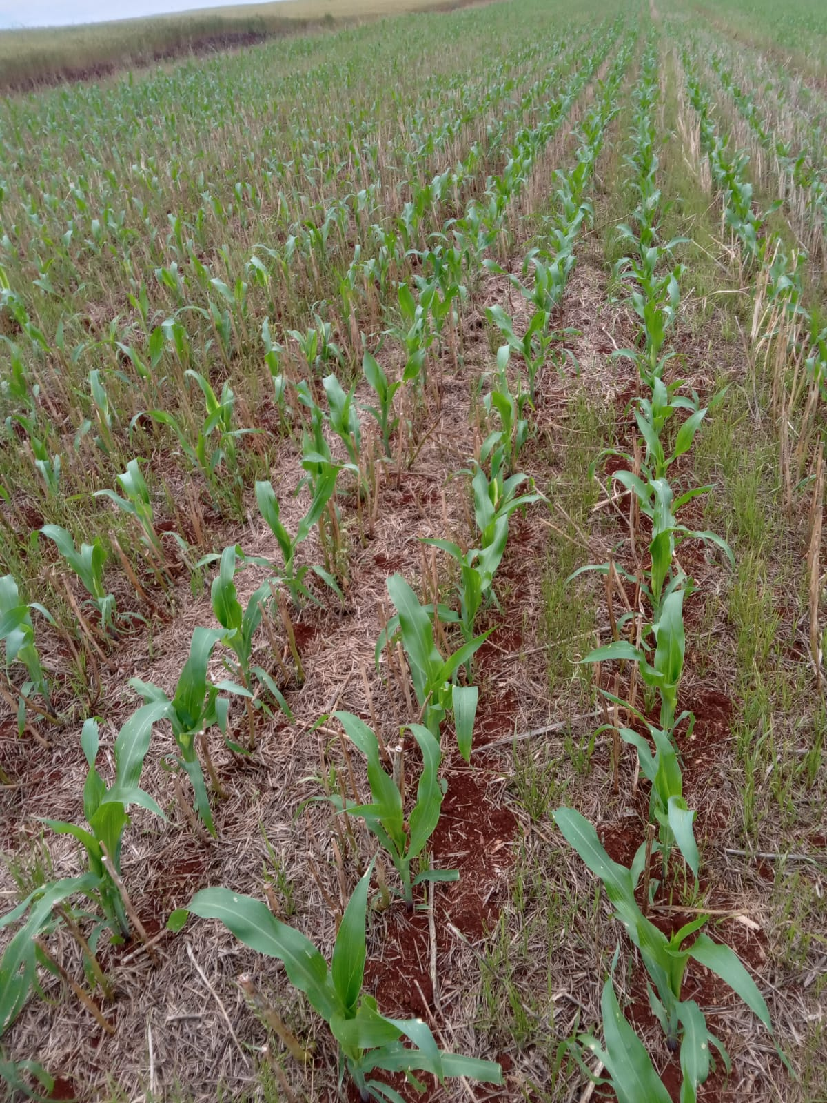 Paraná entra na reta final do plantio para o milho verão, com 90% da área já semeada, diz Deral