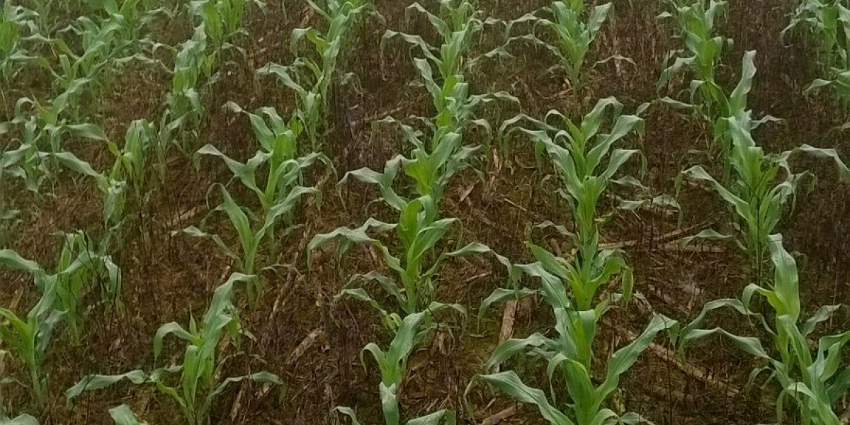 Plantio do milho no Paraná avança para 94%, diz Deral