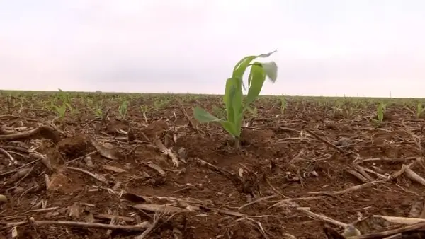 NotíciasPlantio de milho em Santa Catarina entra na fase final com boas perspectivas