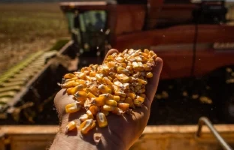 Paraná já colheu 80% do milho e Deral relata boas produtividades na maior parte do estado