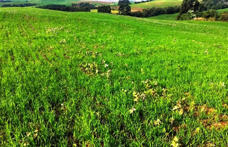 Fim do período em que é proibido manter plantas de soja no campo é necessário para a liberação do plantio da safra 2025/26