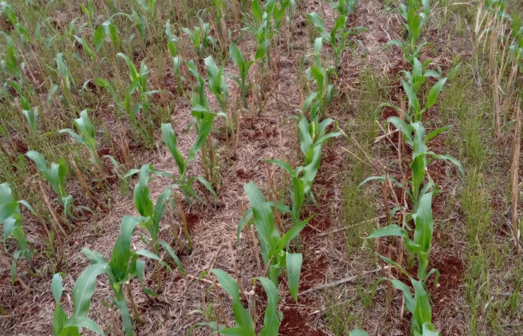 Paraná entra na reta final do plantio para o milho verão, com 90% da área já semeada, diz Deral