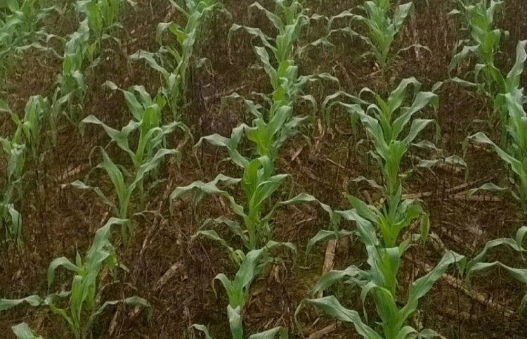 Plantio do milho no Paraná avança para 94%, diz Deral