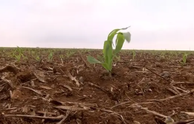 NotíciasPlantio de milho em Santa Catarina entra na fase final com boas perspectivas