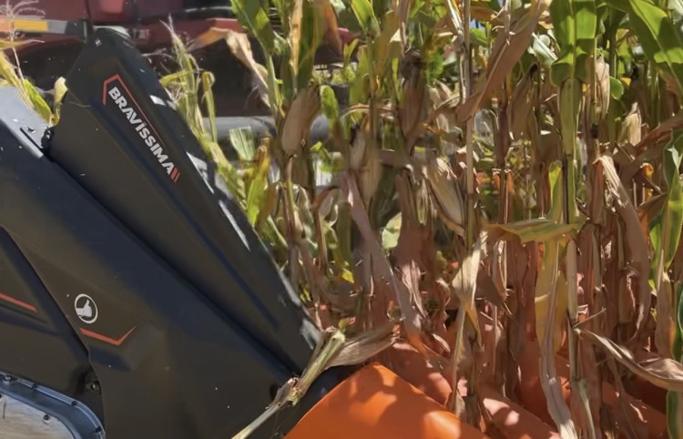 Colheita do milho avança na região e plataformas Bravíssima se destacam pelo alto desempenho no campo