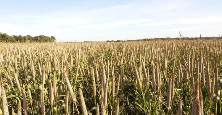 Estabilidade vale mais do que teto produtivo.