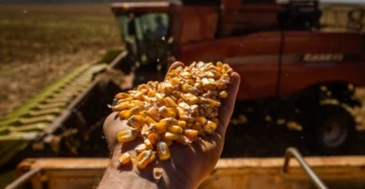 Paraná já colheu 80% do milho e Deral relata boas produtividades na maior parte do estado