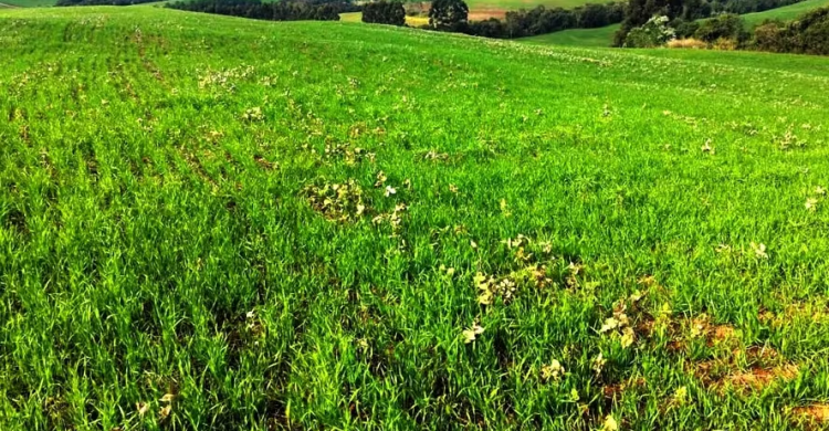 Fim do período em que é proibido manter plantas de soja no campo é necessário para a liberação do plantio da safra 2025/26