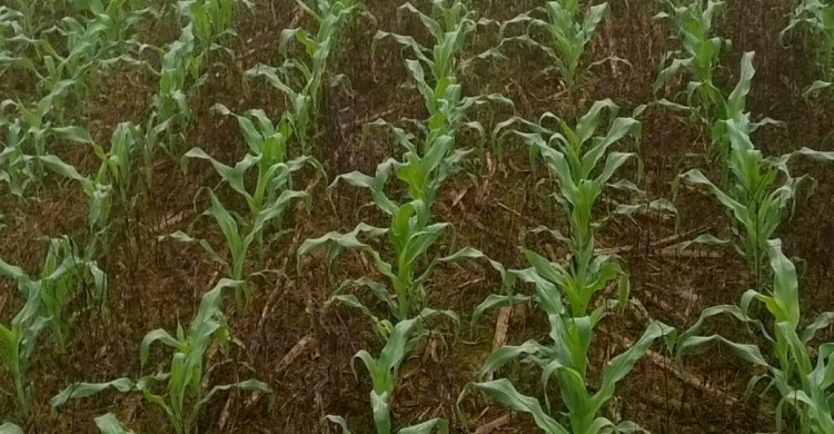 Plantio do milho no Paraná avança para 94%, diz Deral