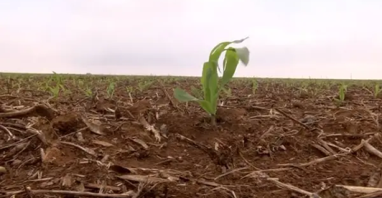 NotíciasPlantio de milho em Santa Catarina entra na fase final com boas perspectivas