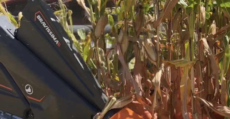Colheita do milho avança na região e plataformas Bravíssima se destacam pelo alto desempenho no campo