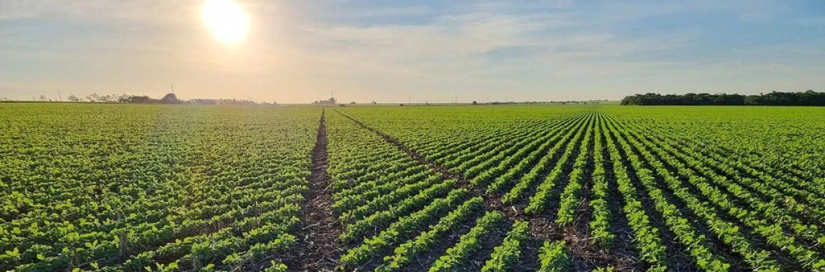 Cero Amasado, una tecnología más de Stara para la agricultura de precisión