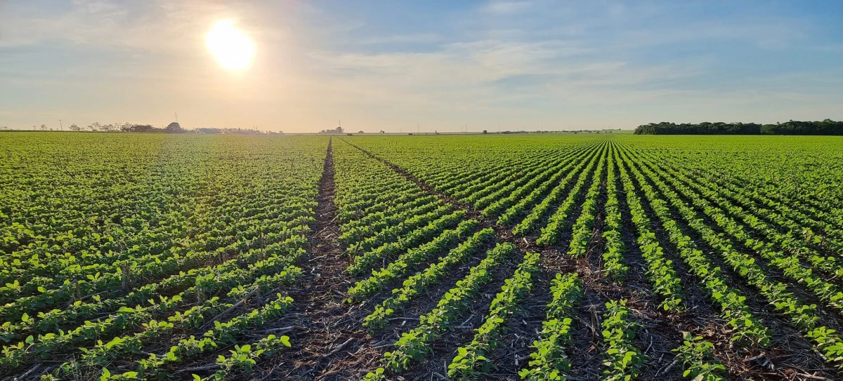 Conozca la tecnología del Cero Amasado, una nueva era del plantío