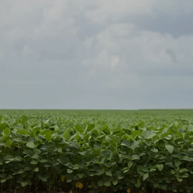 Soybeans